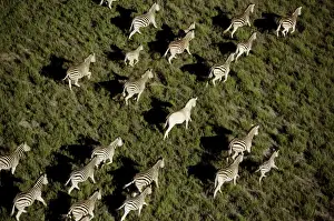 Burchell's / Common / Plains Zebras CRH 941 RF M Aerial view of migrating zebra Makgadikgadi Pans, Botswana Equus burchelli © Chris Harvey / ardea. com