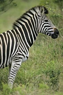 Burchells / Common Zebra - Portrait