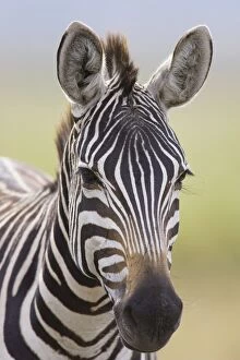 Images Dated 5th April 2007: Burchell's / Plains / Common Zebra