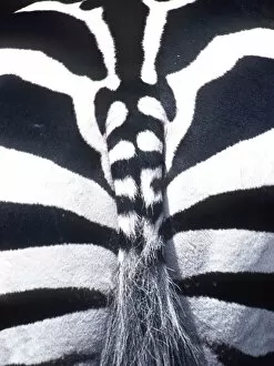 Tail Collection: BURCHELL'S / PLAINS / COMMON ZEBRA - close-up of rear