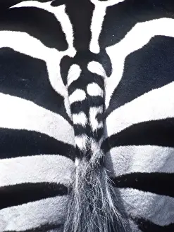 Patterns Prints: BURCHELL'S / PLAINS / COMMON ZEBRA - close-up of rear