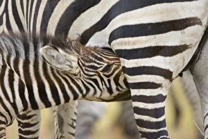 Burchells / Plains / Common Zebra - feeding