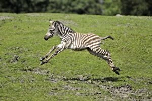 Burchells / Plains / Common Zebra - foal running across meadow