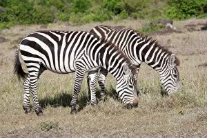 Burchells / Plains / Common Zebra - Grazing on savannah plains