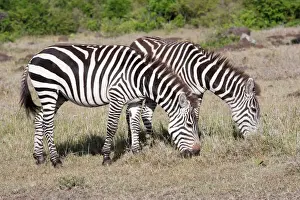 Mara Prints: Burchell's / Plains / Common Zebra - Grazing on savannah plains - Maasai Mara North Reserve Kenya