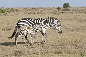 Burchells / Plains / Common Zebra - Mare and foal on savannah plains