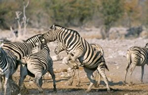 Burchells / Plains / Common Zebra - being nervous