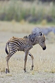 Images Dated 8th October 2006: Burchell's / Plains / Common Zebra - newborn foal (less than 3 days old)