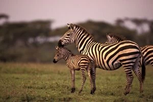 Images Dated 22nd December 2010: Burchell's / Plains / Common Zebra - newborn foal (still wet from birth) with its mother at dusk