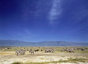 Images Dated 14th February 2007: Burchell's / Plains / Common Zebra Ngorongoro Crater, Tanzania, Africa