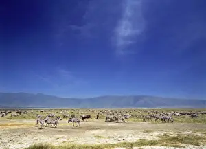 Savannahs Prints: Burchell's / Plains / Common Zebra Ngorongoro Crater, Tanzania, Africa