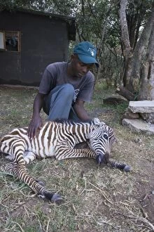 Images Dated 24th August 2006: Burchell's / Plains / Common Zebra - orphan foal