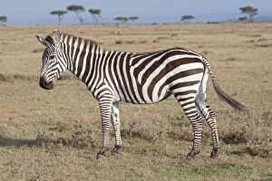 Burchells / Plains / Common Zebra - On savannah plains