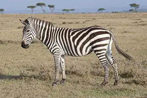 Mara Prints: Burchell's / Plains / Common Zebra - On savannah plains Maasai Mara North Reserve Kenya
