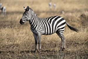 Images Dated 14th February 2007: Burchell's / Plains / Common Zebra Serengeti, Tanzania, Africa