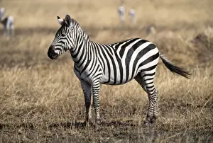 Zebras Prints: Burchell's / Plains / Common Zebra Serengeti, Tanzania, Africa