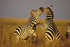 Stallions Prints: Burchell's / Plains / Common Zebra - stallions
