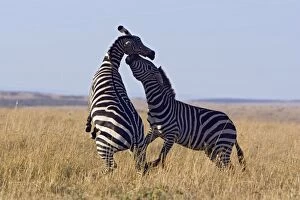 Images Dated 11th October 2006: Burchell's / Plains / Common Zebra - stallions fighting