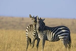 Images Dated 10th October 2006: Burchell's / Plains / Common Zebra - stallions fighting