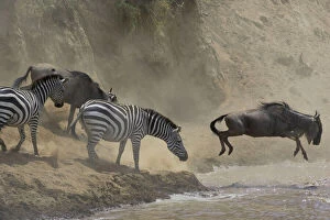 Maasai Mara Gallery: Burchell's / Plains / Common Zebra - stands at the edge of the Mara River with Wildbeest during crossing