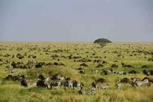 Burchells / Plains / Common Zebra - with Wildebeest / Gnu