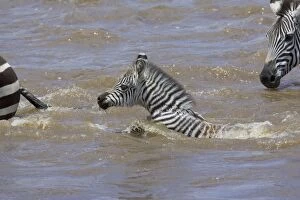 Images Dated 24th October 2005: Burchell's / Plains / Common Zebra - young foal (approx 3 weeks old) crossing the Mara River