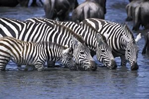 Images Dated 22nd December 2010: Burchell's / Plains / Common Zebra - young foal and adults drinking at waterhole