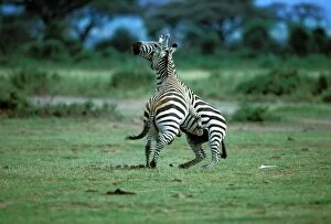 Burchells / Plains / Common Zebras - two fighting
