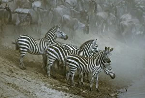 Images Dated 14th September 2004: Burchell's / Plains / Common Zebras Group together by waterhole Maasai Mara, Kenya, Africa