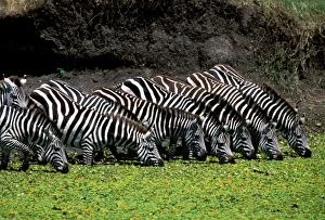 Burchells / Plains / Common Zebras - herd feeding
