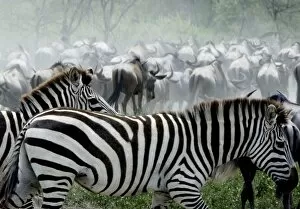 Burchells / Plains / Common Zebras and Wildebeests (Connochaetes taurinus) - On migration