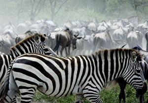 Images Dated 3rd February 2005: Burchell's / Plains / Common Zebras and Wildebeests (Connochaetes taurinus) - On migration