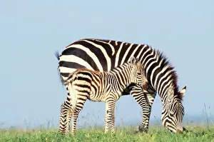 Burchell's / Plains Zebra - Female with foal Maasai Mara, Kenya, Africa