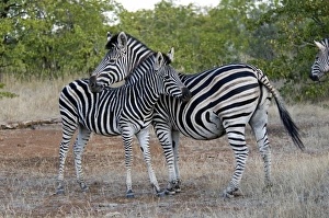 Images Dated 25th July 2010: Burchell's / Plains Zebra - mare resting chin on foal