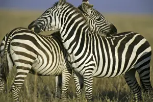 Biting Prints: Burchell's or Plains Zebras TOM 582 Grooming one another - Serengeti National Park