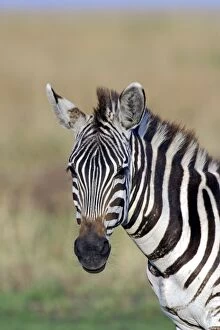 Images Dated 28th August 2003: Burchell's Zebra