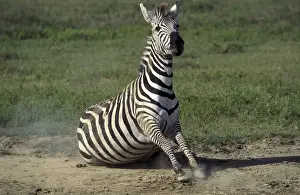 Funny Prints: Burchell's Zebra