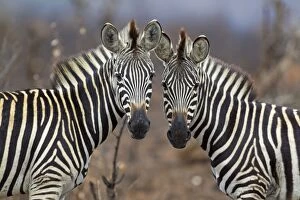 Images Dated 23rd September 2010: Burchell's Zebra