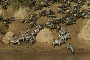 Images Dated 29th August 2003: Burchell's Zebra - with Blue Wildebeest / Brindled Gnu - by river