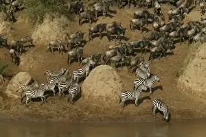Burchell's Zebra - with Blue Wildebeest / Brindled Gnu - by river