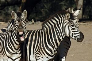 Burchells Zebra braying