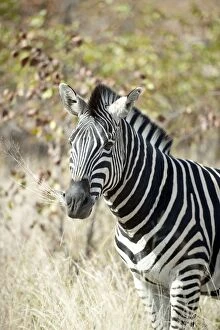 Burchells Zebra chewing grass