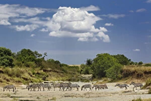 Burchelli Gallery: Burchell's Zebra crossing dry river bed