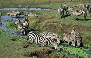 Burchell's Zebra - drinking from Mara River - Masai Mara National Park - Africa