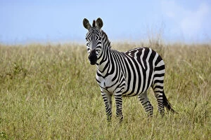 Burchelli Gallery: Burchell's Zebra, Equus burchellii, Masai