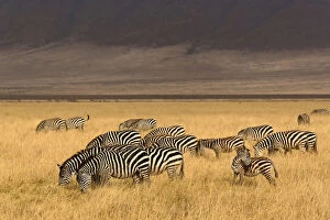 Burchells Gallery: Burchell's Zebra, Equus burchellii, Ngorongoro