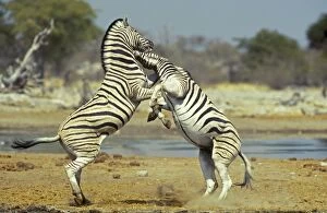 Burchells Zebra - fighting stallions next to a waterhole