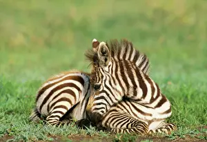 Fluffy Prints: Burchell's Zebra FL 1973 Foal
