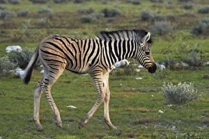 Burchells zebra foal ( Equus quagga burchellii)