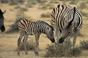 Burchells zebra foal and mother ( Equus)